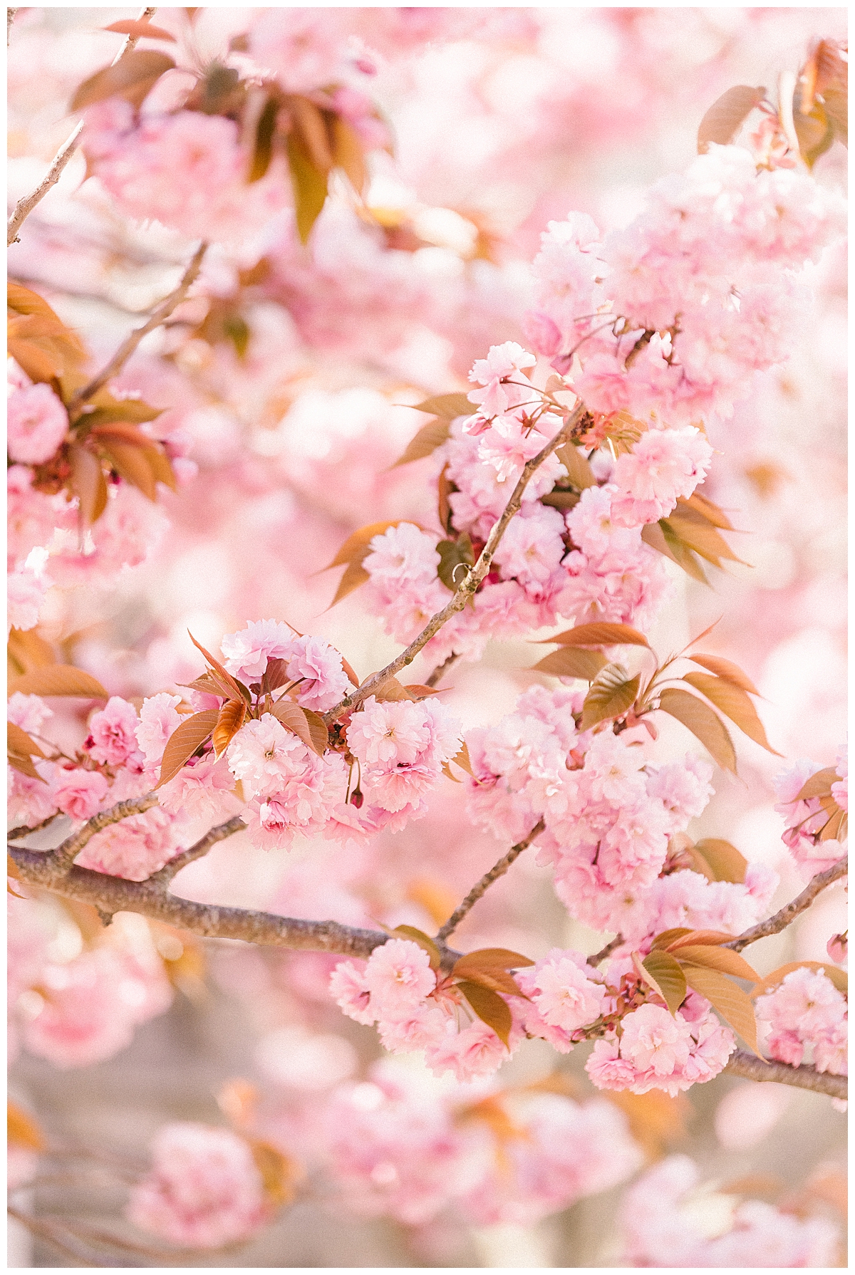 Nantucket Cherry Blossoms