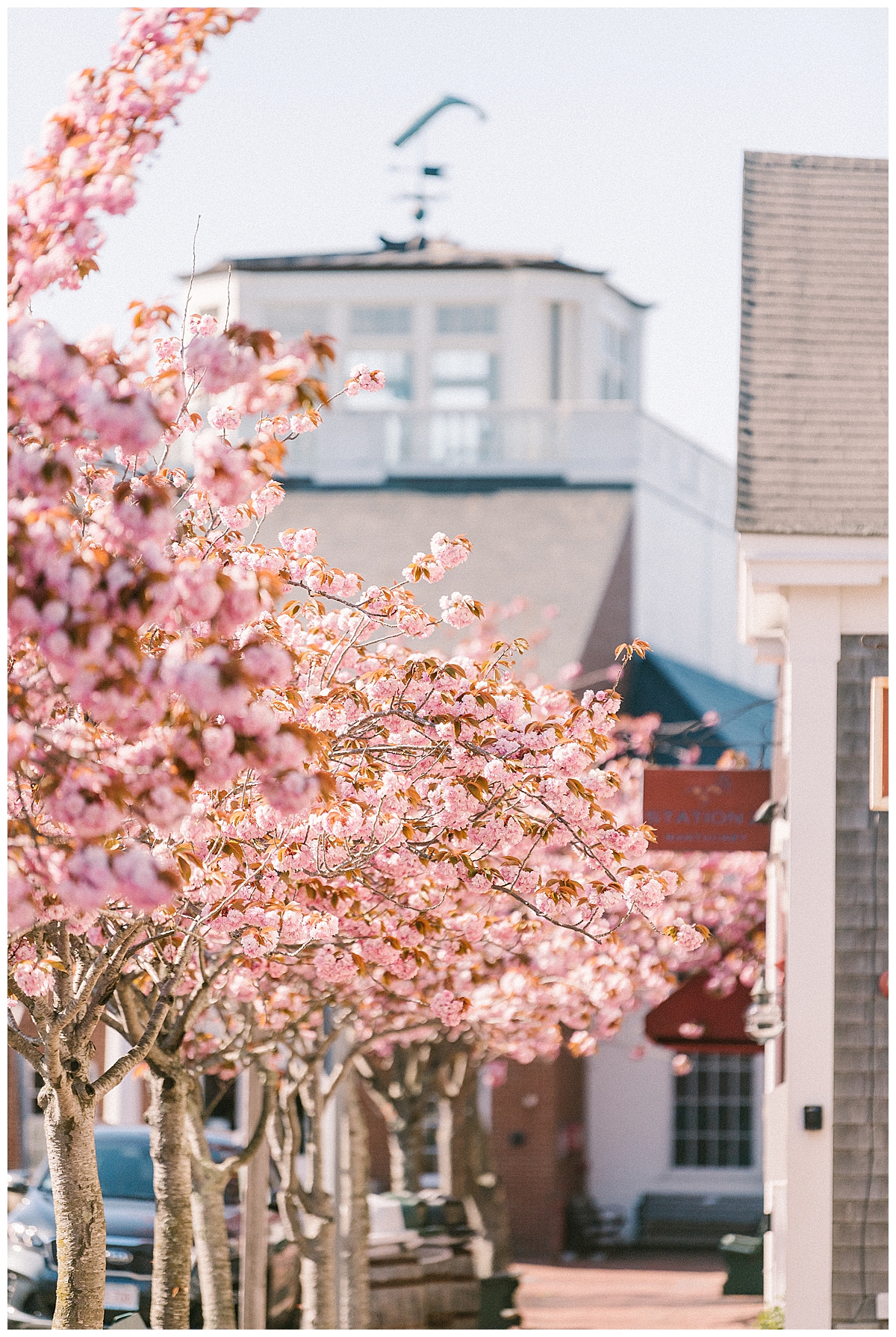 Nantucket Cherry Blossoms by Rebecca Love Photography