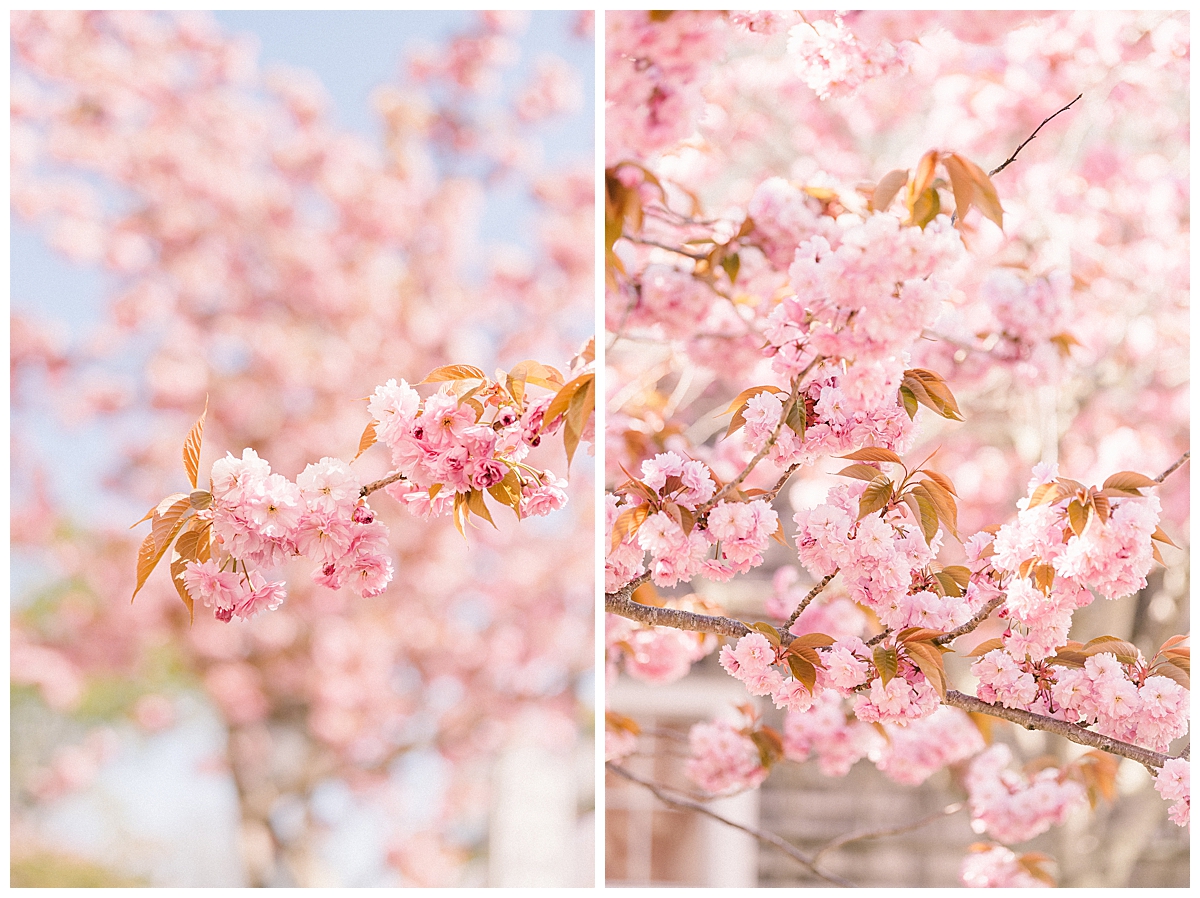 Nantucket Cherry Blossoms by Rebecca Love Photography