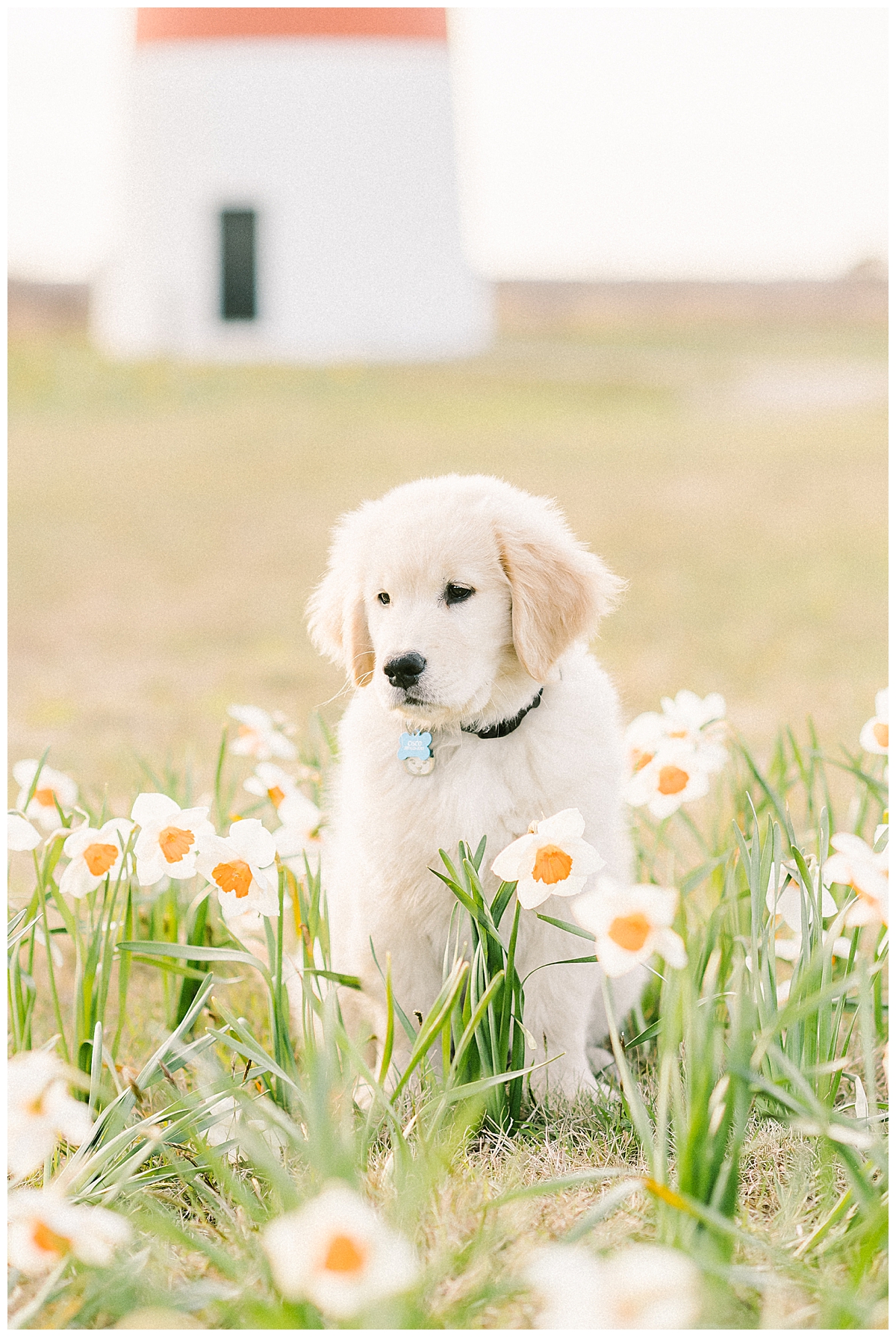 Cisco at Sankaty Lighthouse in the daffodils